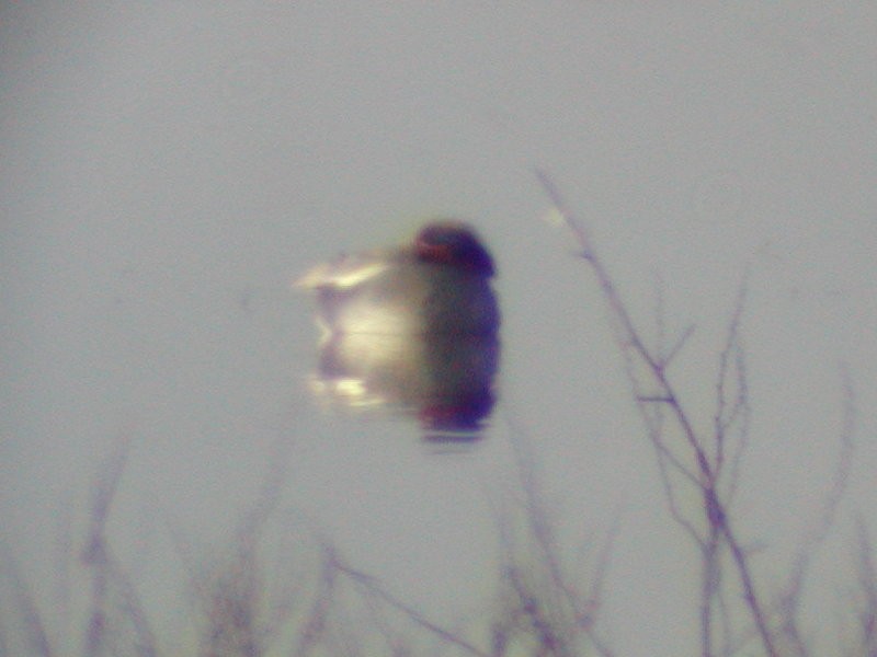 Green-winged Teal (Eurasian) - ML61065601