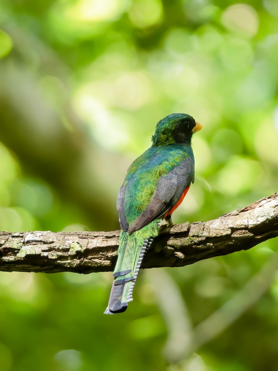 Collared Trogon - ML610656028