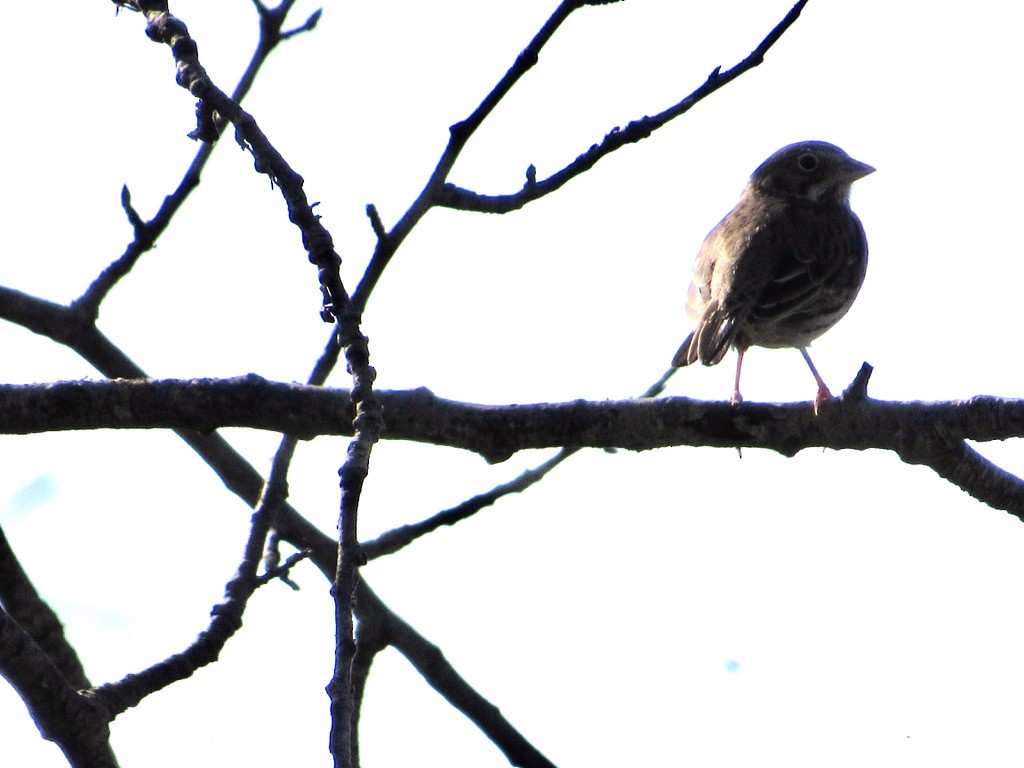 Lincoln's Sparrow - ML610656049