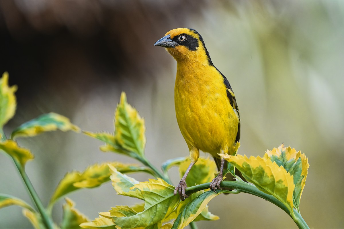 Baglafecht Weaver - ML610656153