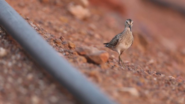 Pectoral Sandpiper - ML610656201