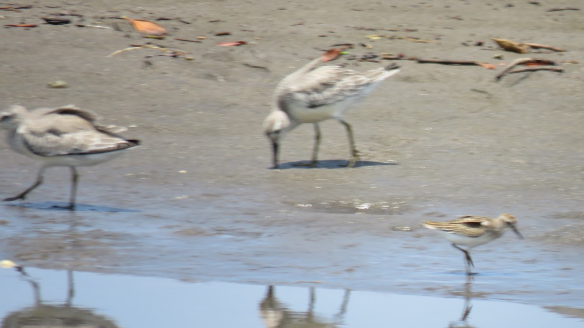 Red Knot - ML610656209