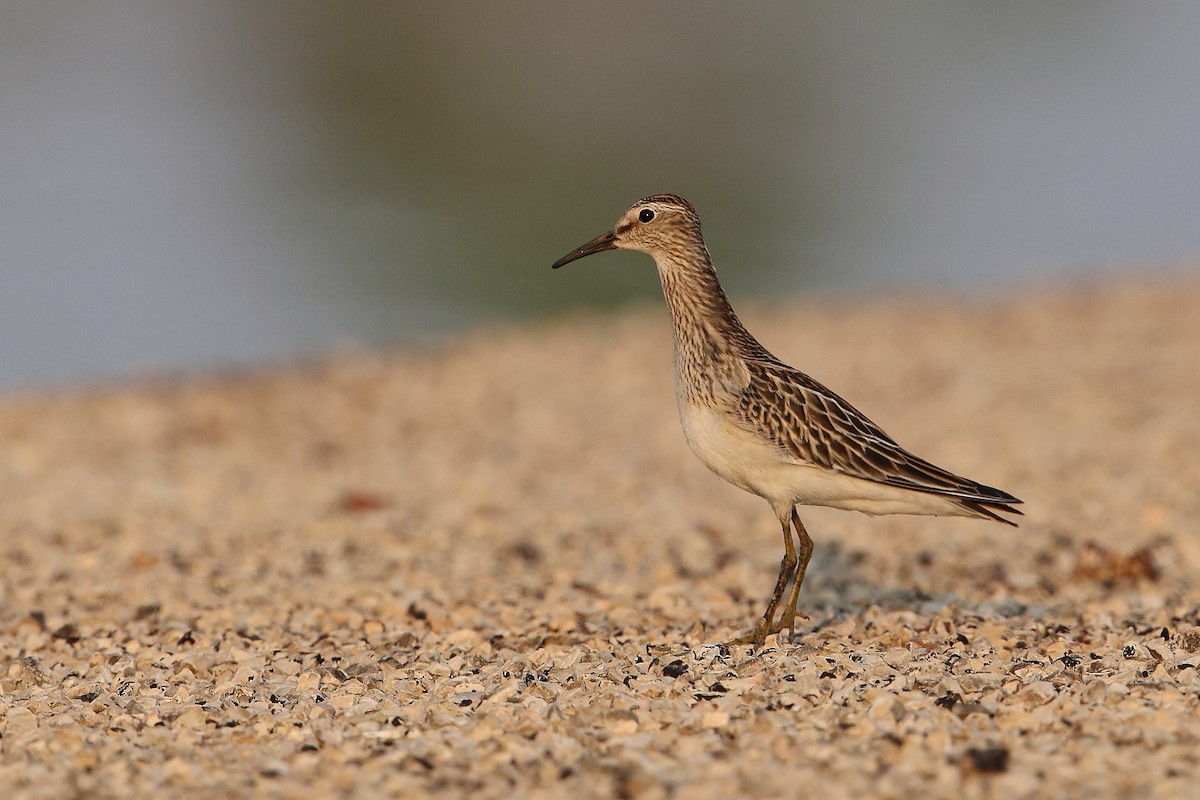 Pectoral Sandpiper - Marc Gardner