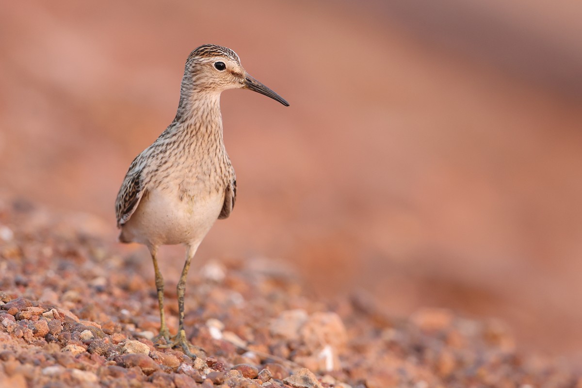 Pectoral Sandpiper - Marc Gardner