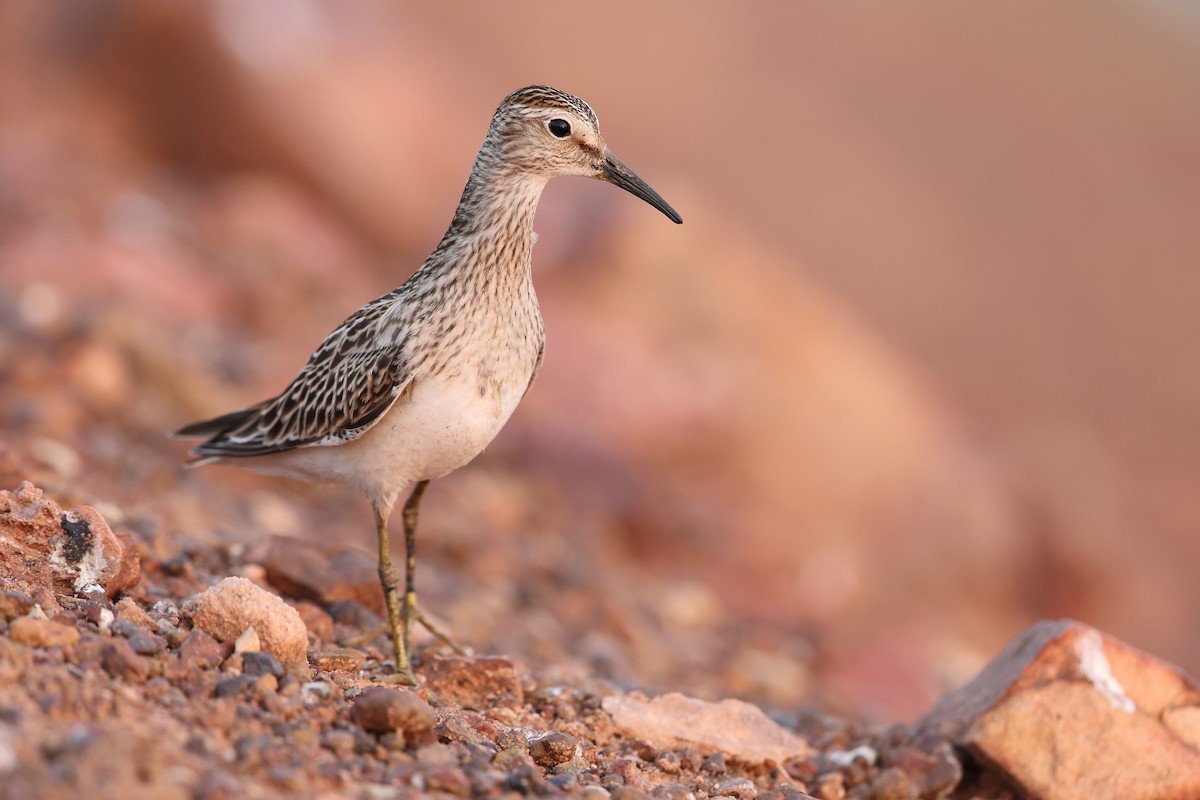 Pectoral Sandpiper - ML610656217