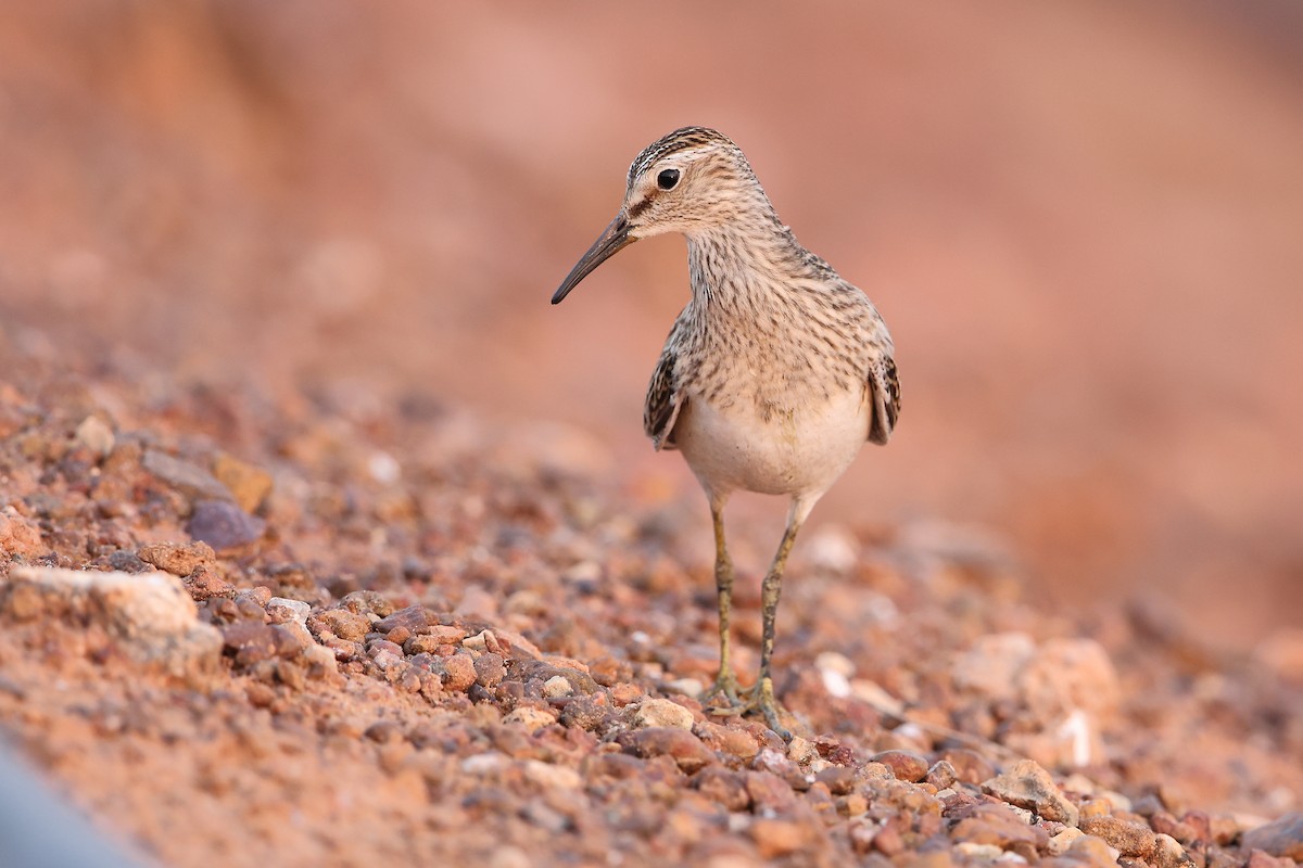 Pectoral Sandpiper - Marc Gardner