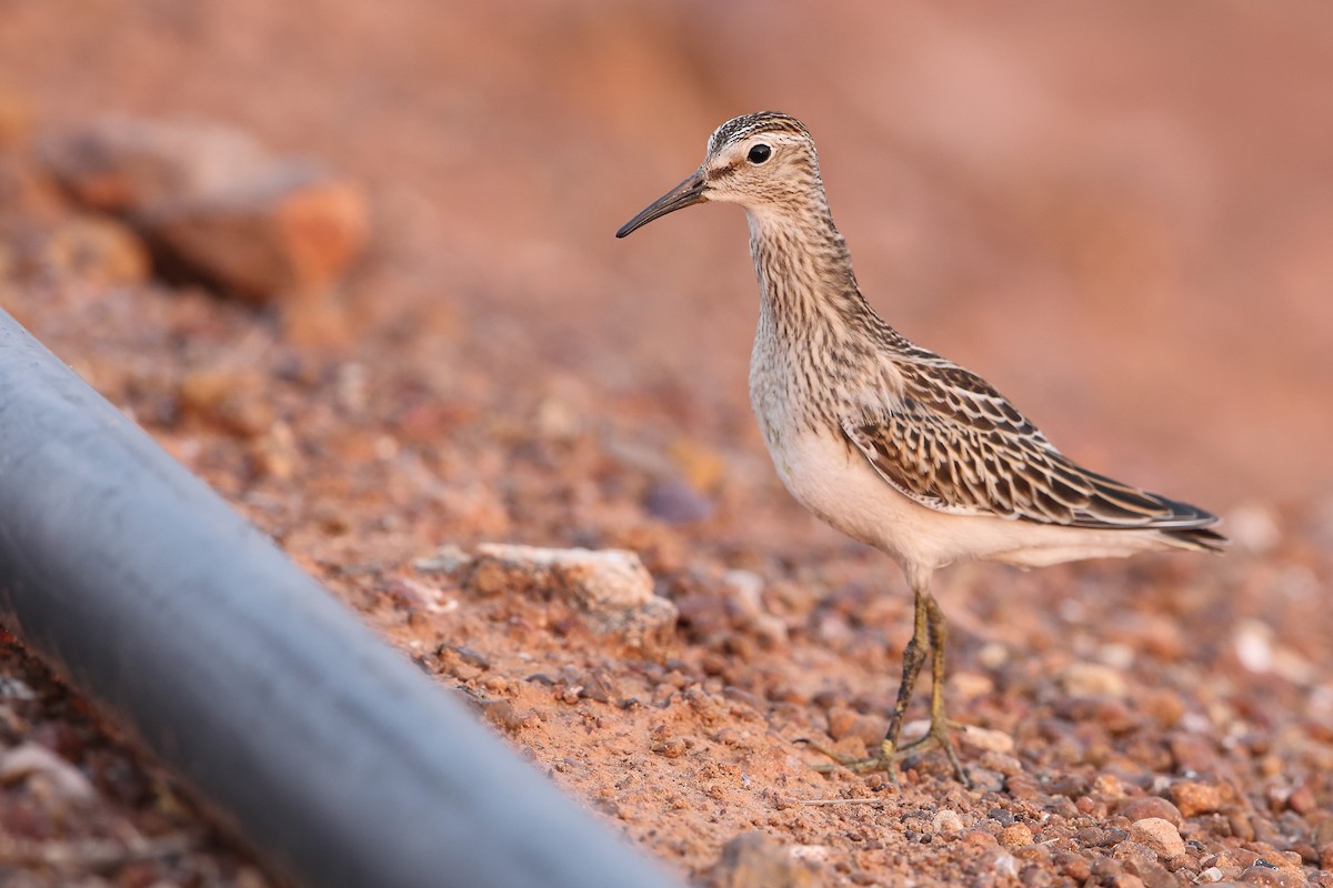 Graubrust-Strandläufer - ML610656220