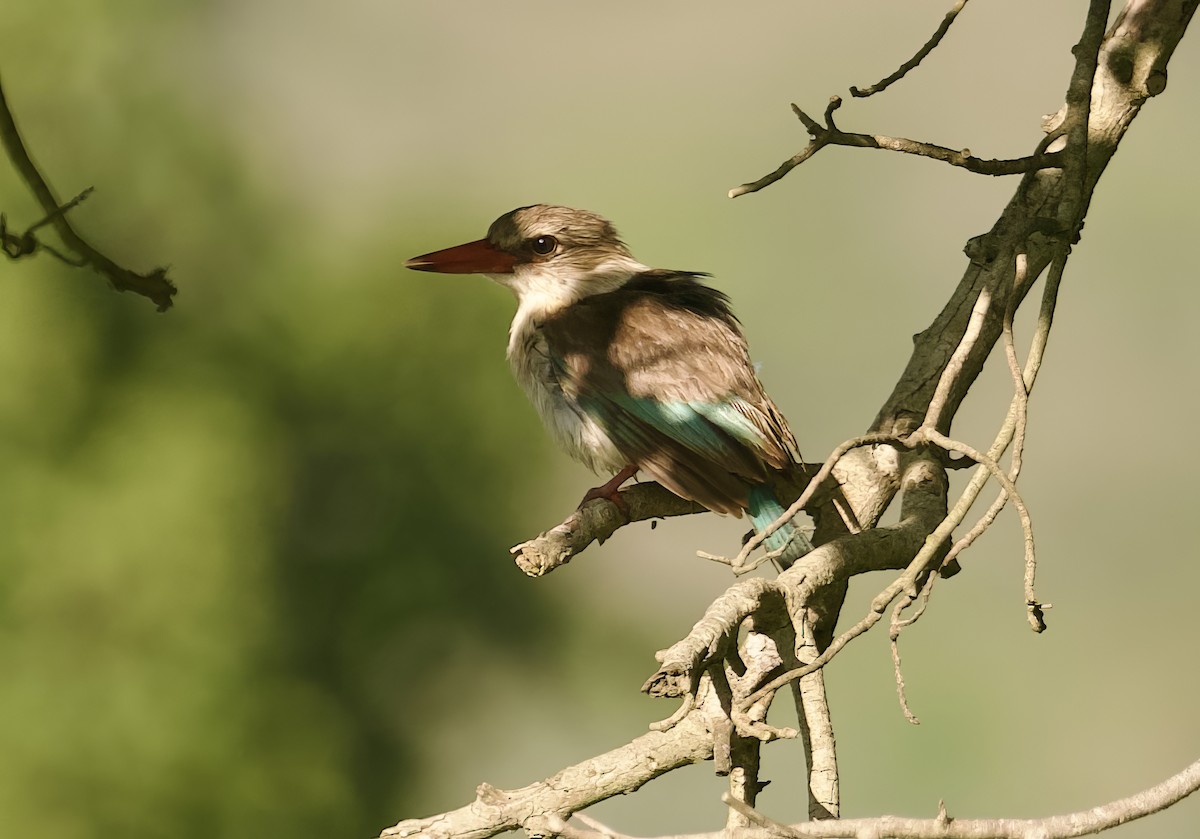 Brown-hooded Kingfisher - ML610656321