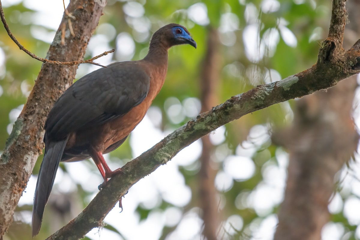 Sickle-winged Guan - ML610656446