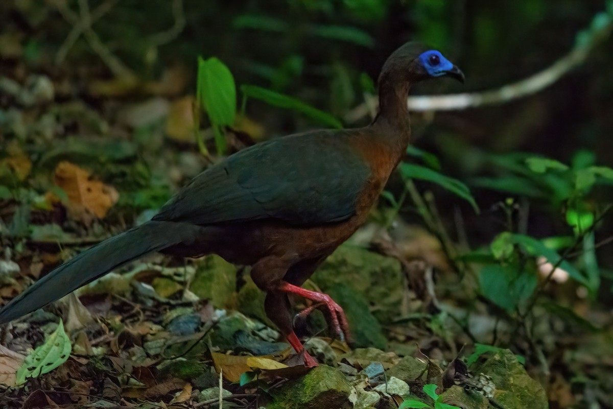 Sickle-winged Guan - Jaap Velden