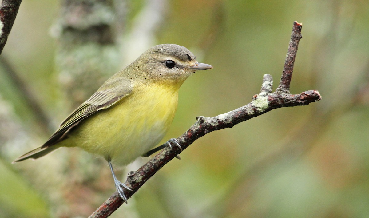 Vireo de Filadelfia - ML61065651