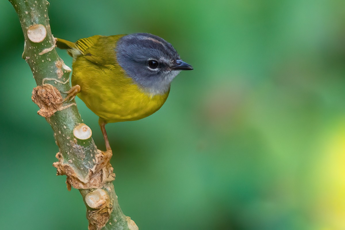 White-lored Warbler - ML610656608