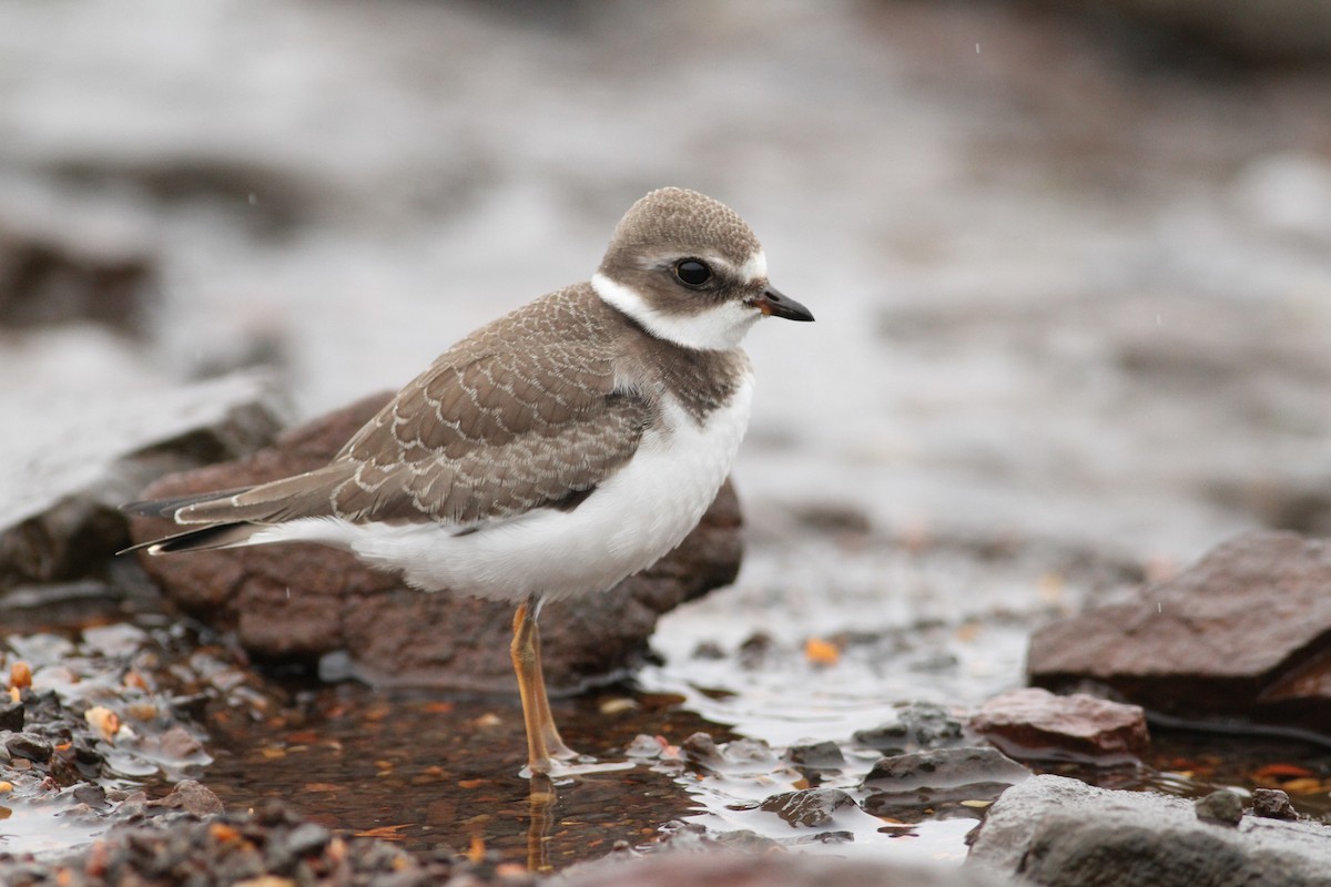 Semipalmated Plover - ML61065661