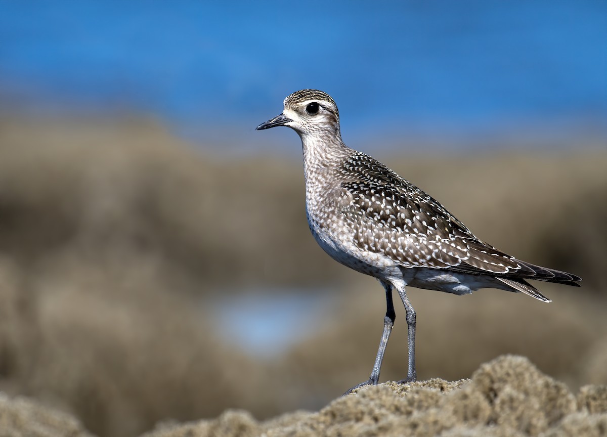 American Golden-Plover - ML610656637