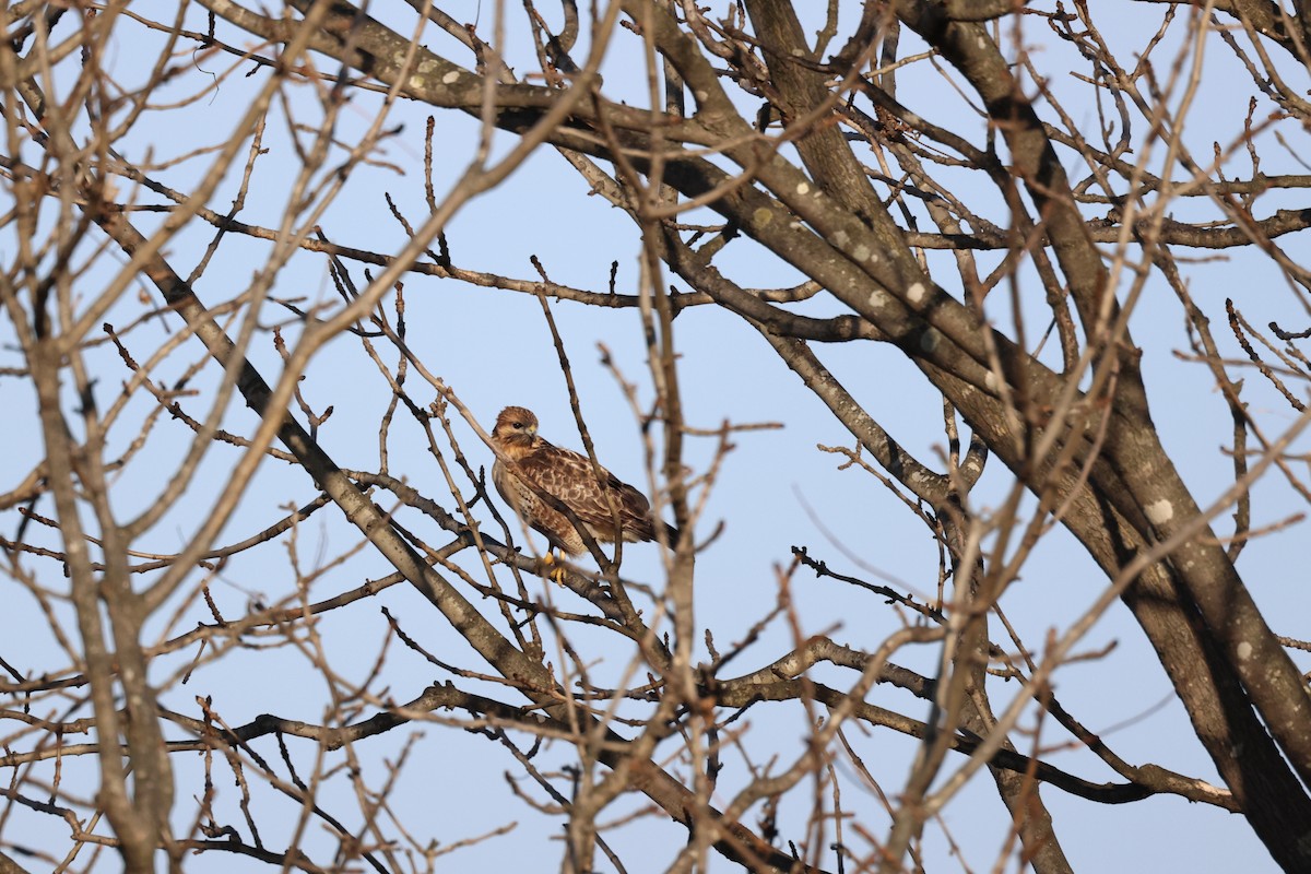 Eastern Buzzard - ML610656648