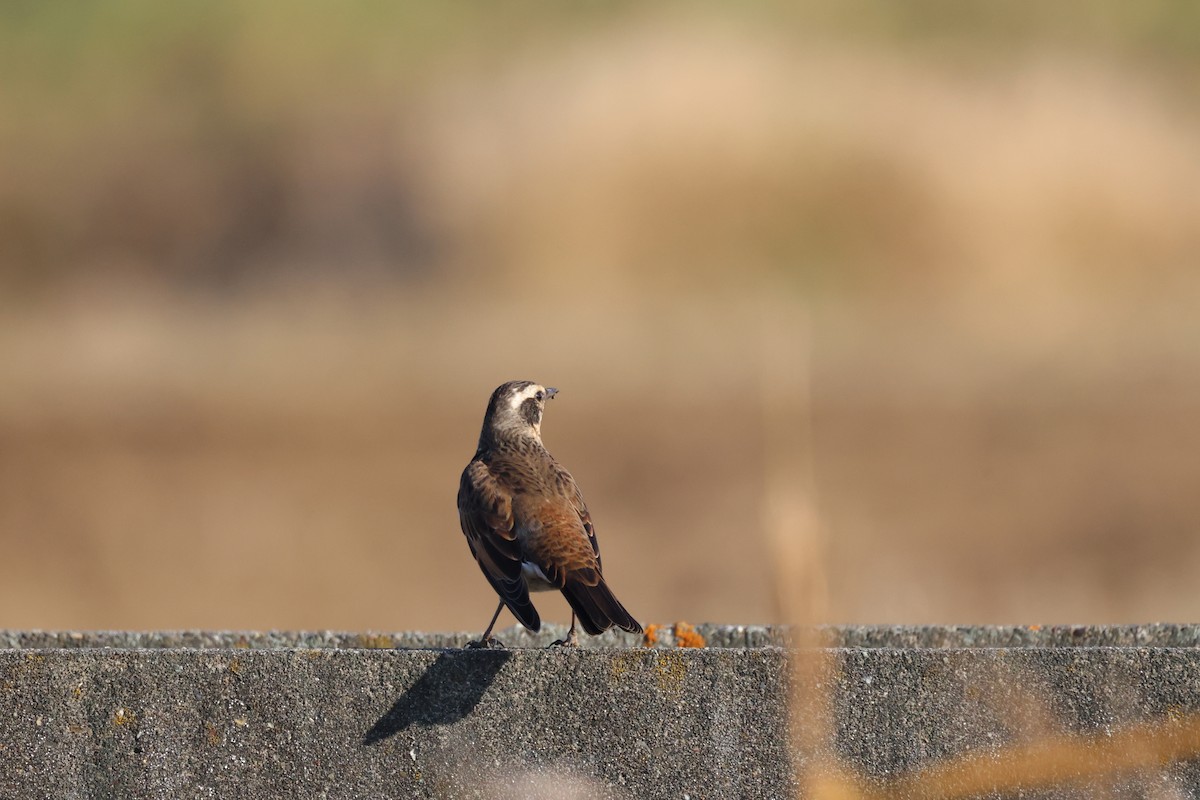 Dusky Thrush - Akinori Miura