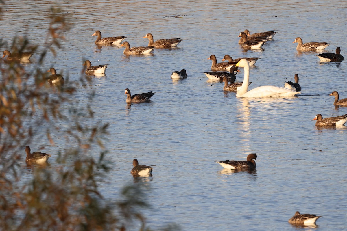 Greater White-fronted Goose - ML610656666