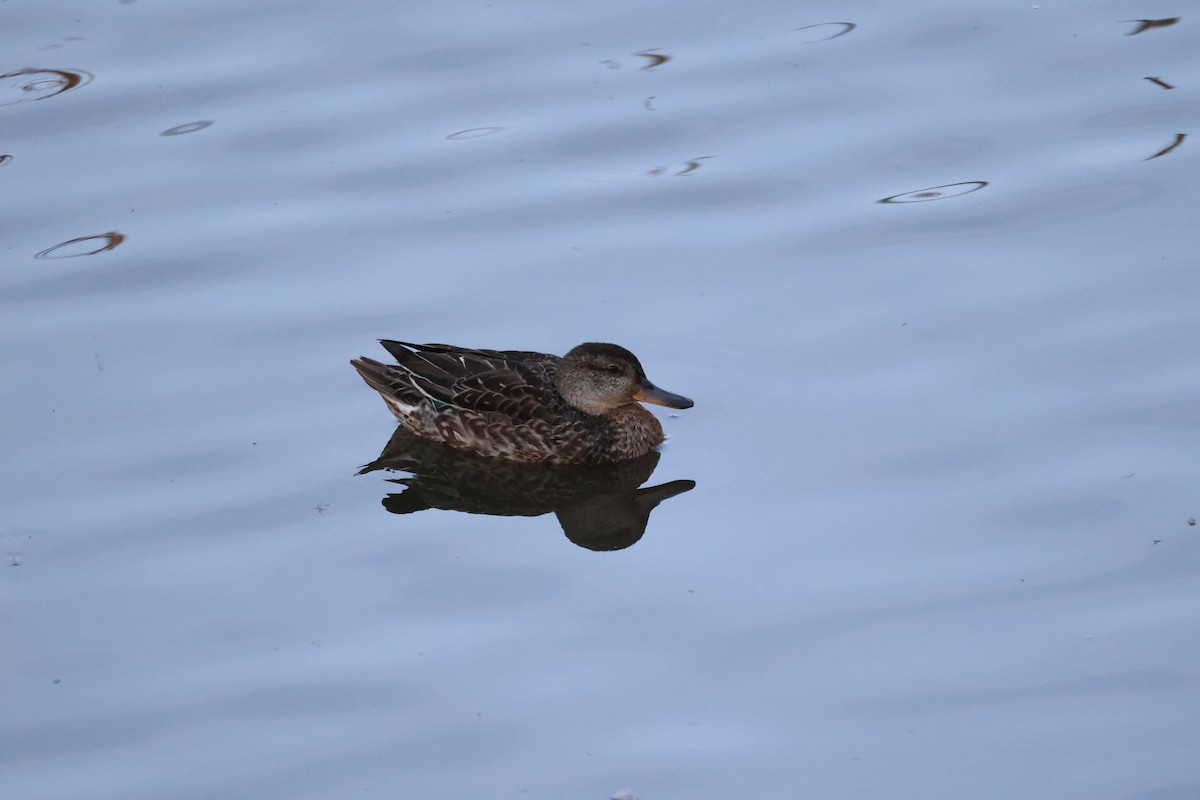 Green-winged Teal - Akinori Miura