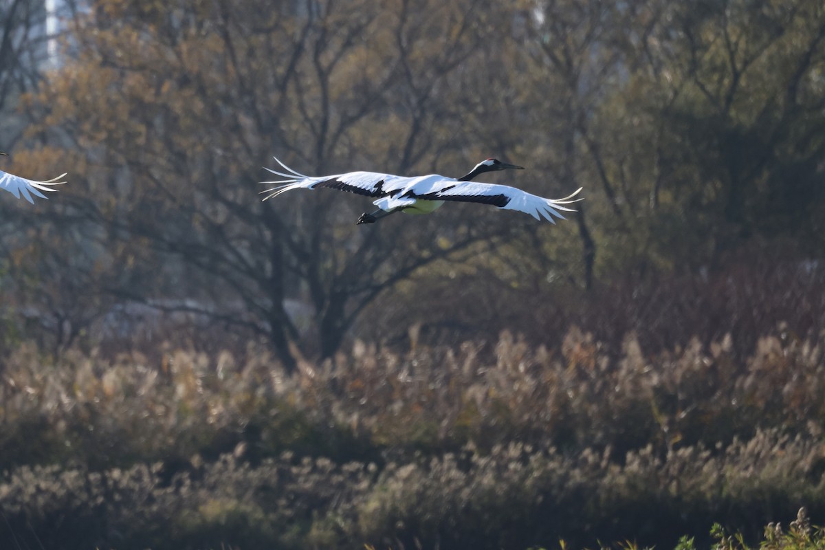 Red-crowned Crane - Akinori Miura