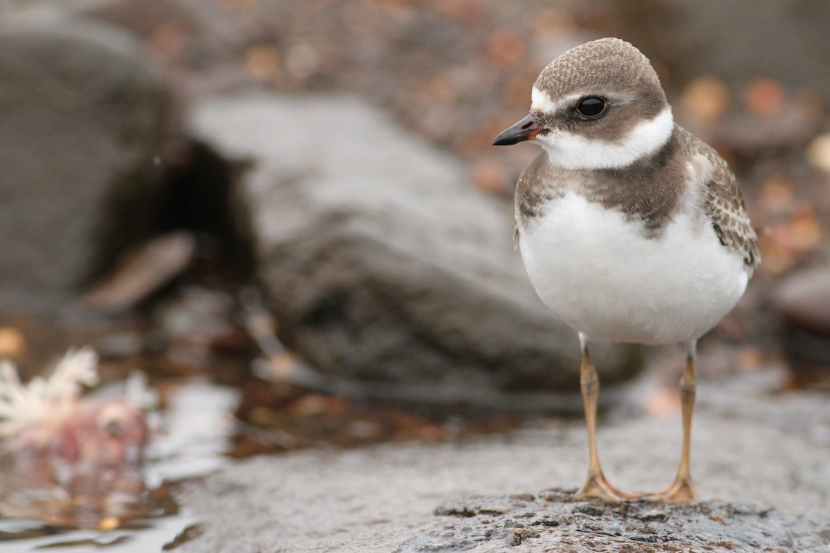 Semipalmated Plover - ML61065671