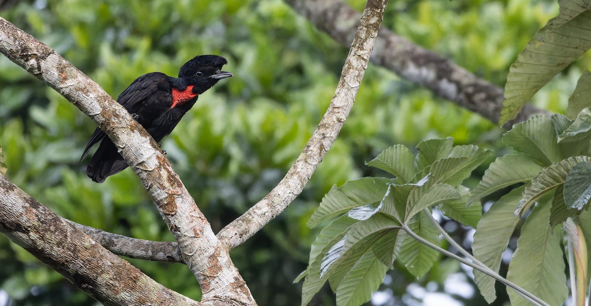 Bare-necked Umbrellabird - ML610656775