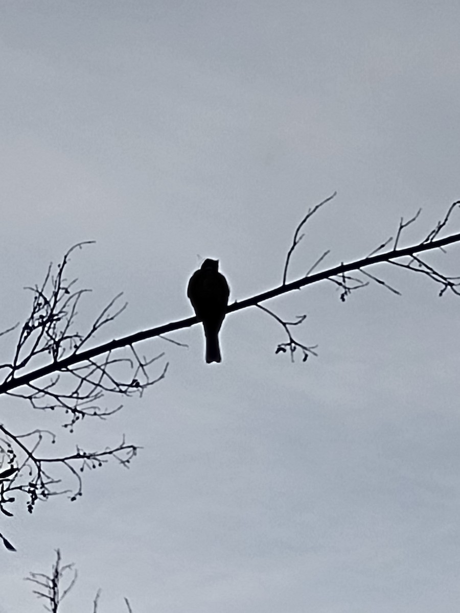 Tropical Kingbird - ML610656777