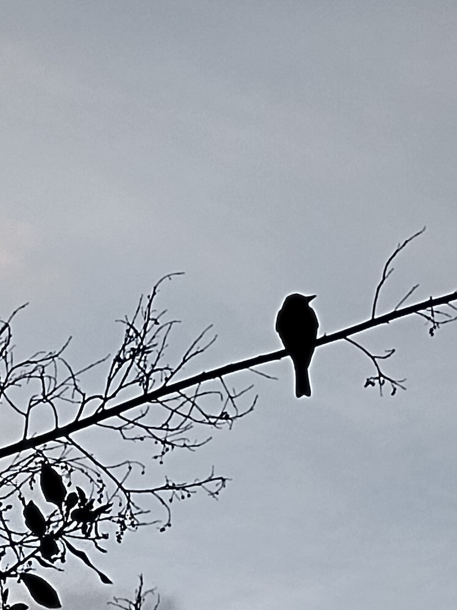 Tropical Kingbird - ML610656780