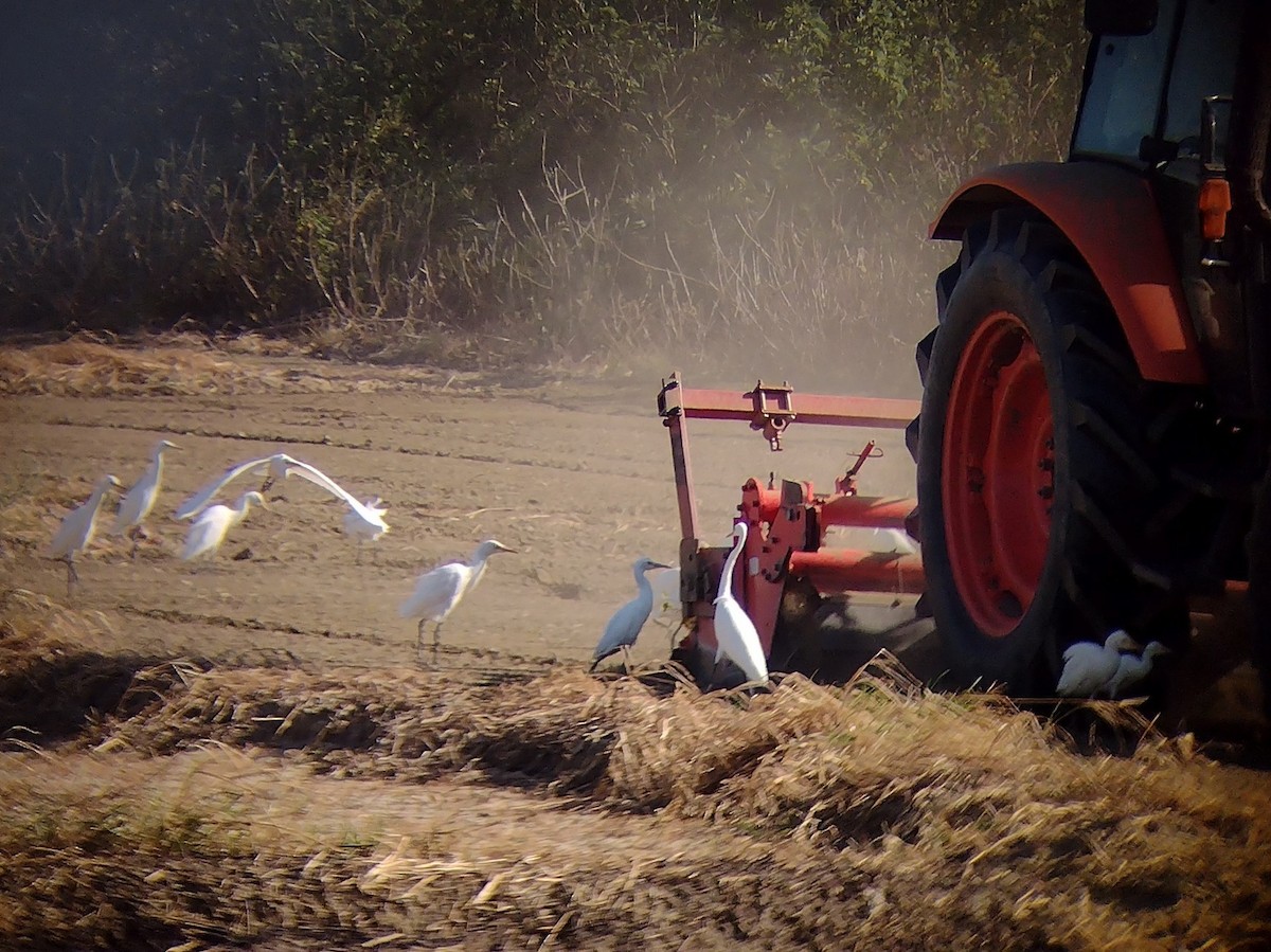 Eastern Cattle Egret - ML610656825