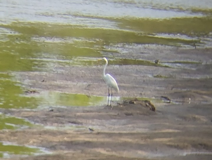 Great Egret - ML610656841