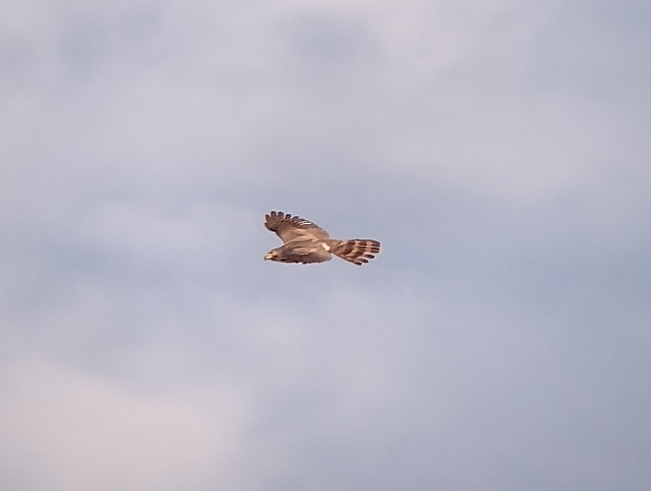 Crested Goshawk - ML610656855