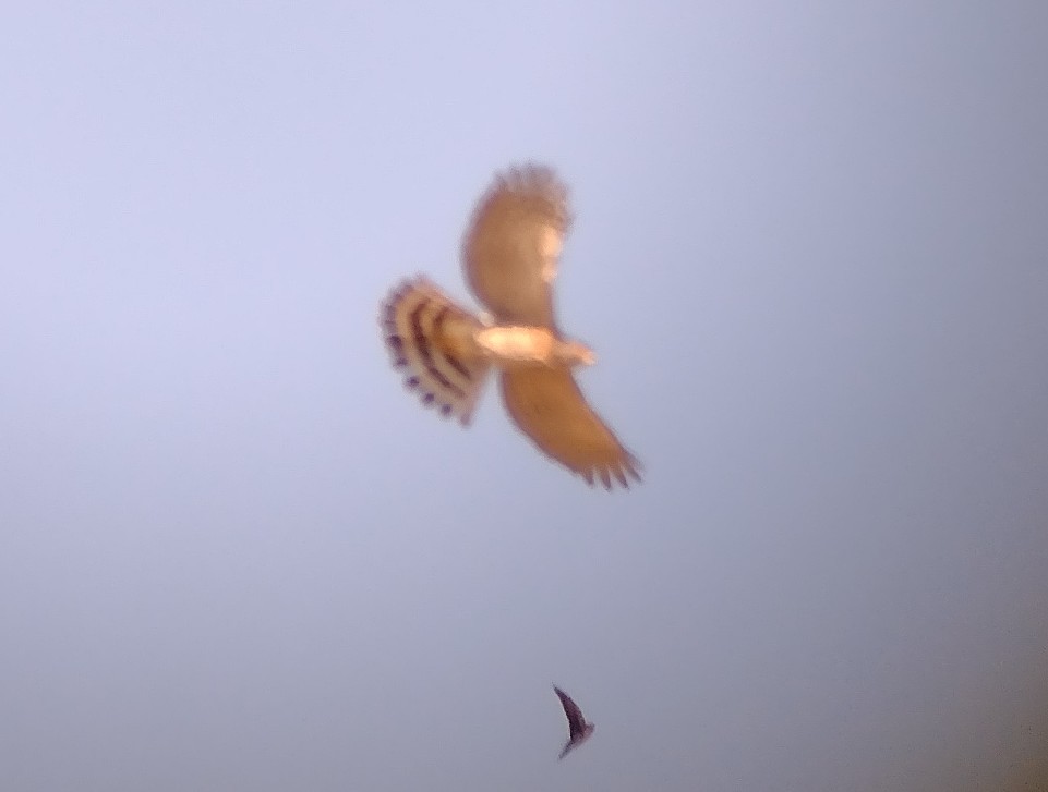 Crested Goshawk - ML610656864