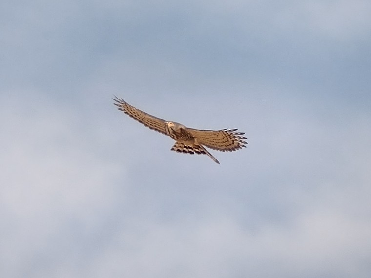 Crested Goshawk - ML610656878