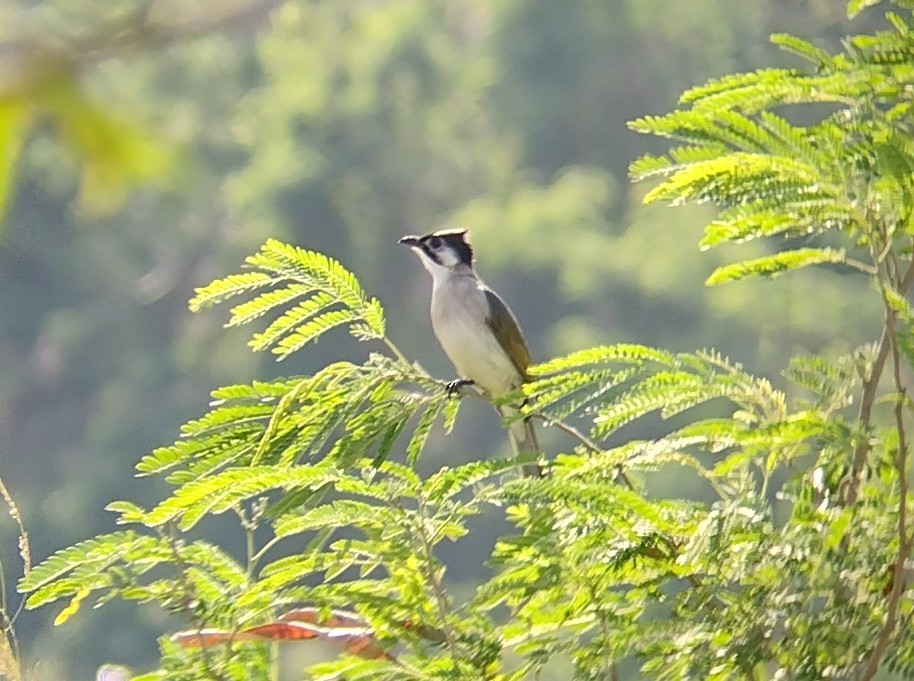 Styan's Bulbul - ML610656889