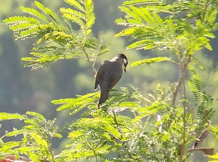 Styan's Bulbul - ML610656897