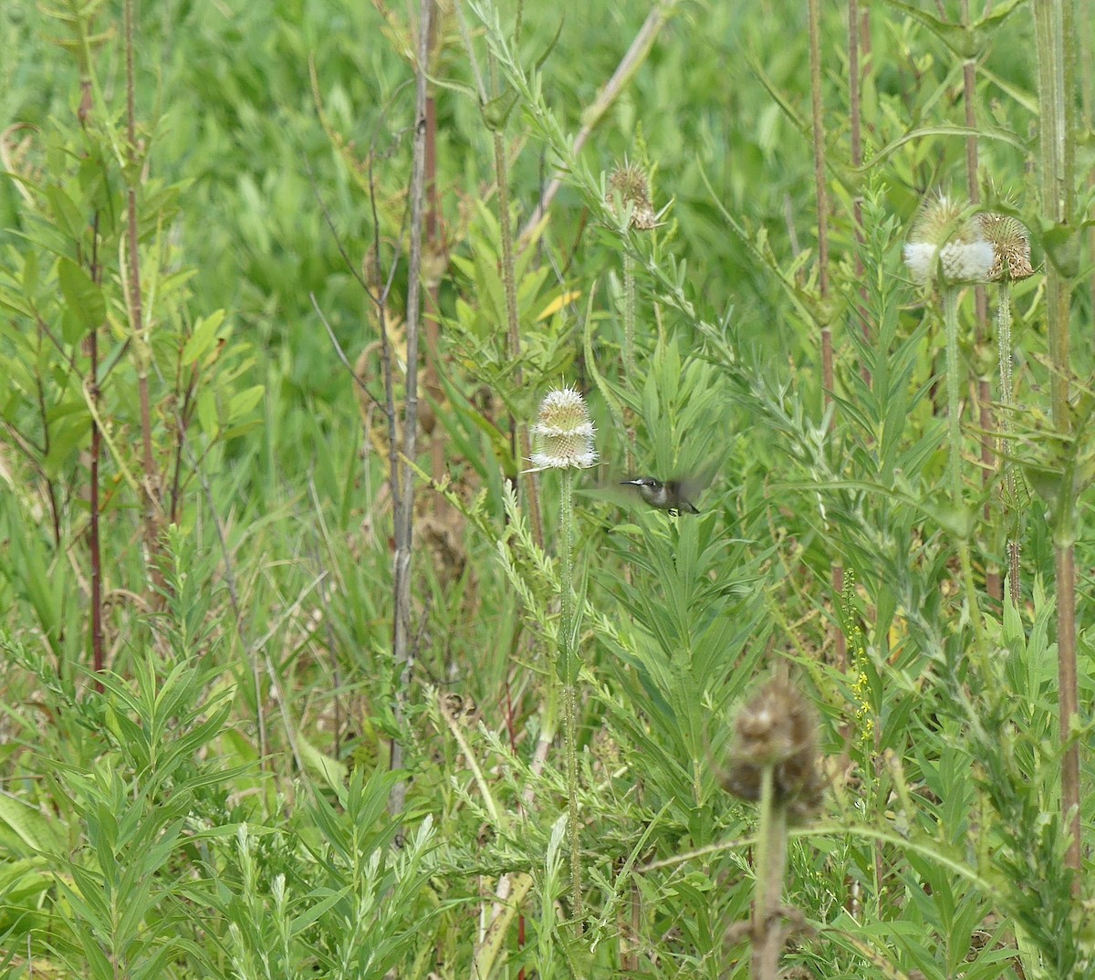 Ruby-throated Hummingbird - ML610656933