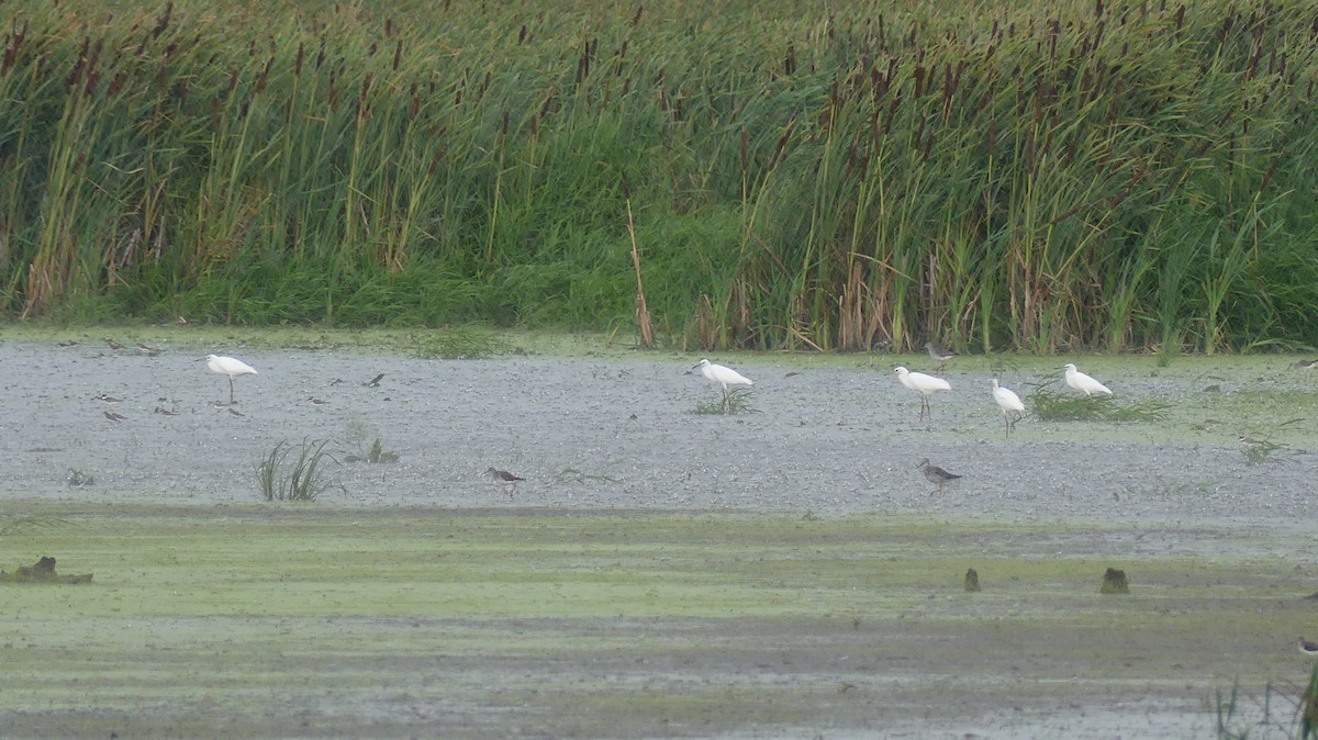 Little Blue Heron - ML610656965