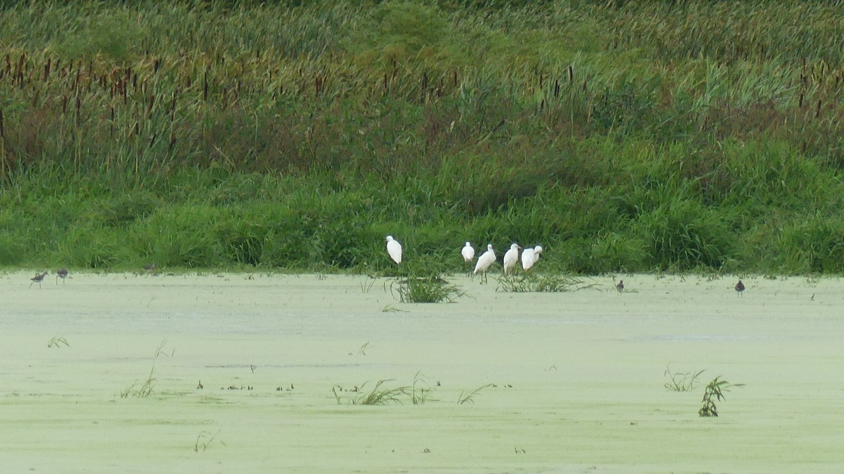 Little Blue Heron - ML610656967