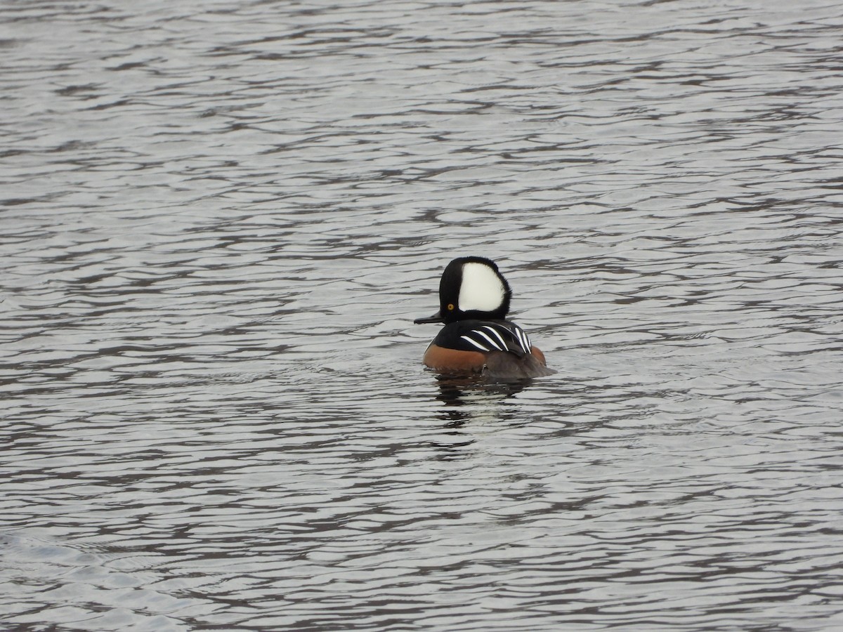 Hooded Merganser - ML610656987