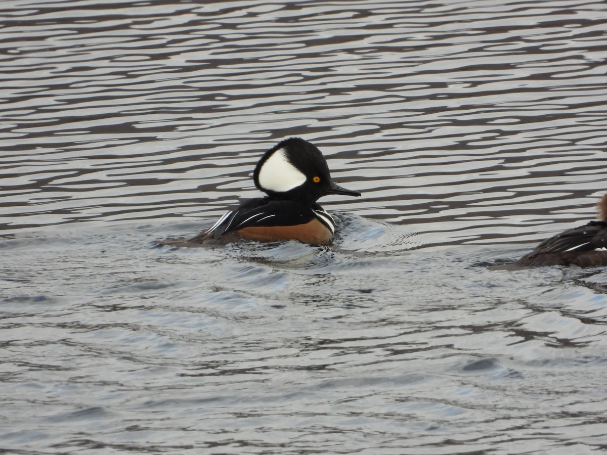 Hooded Merganser - ML610656989