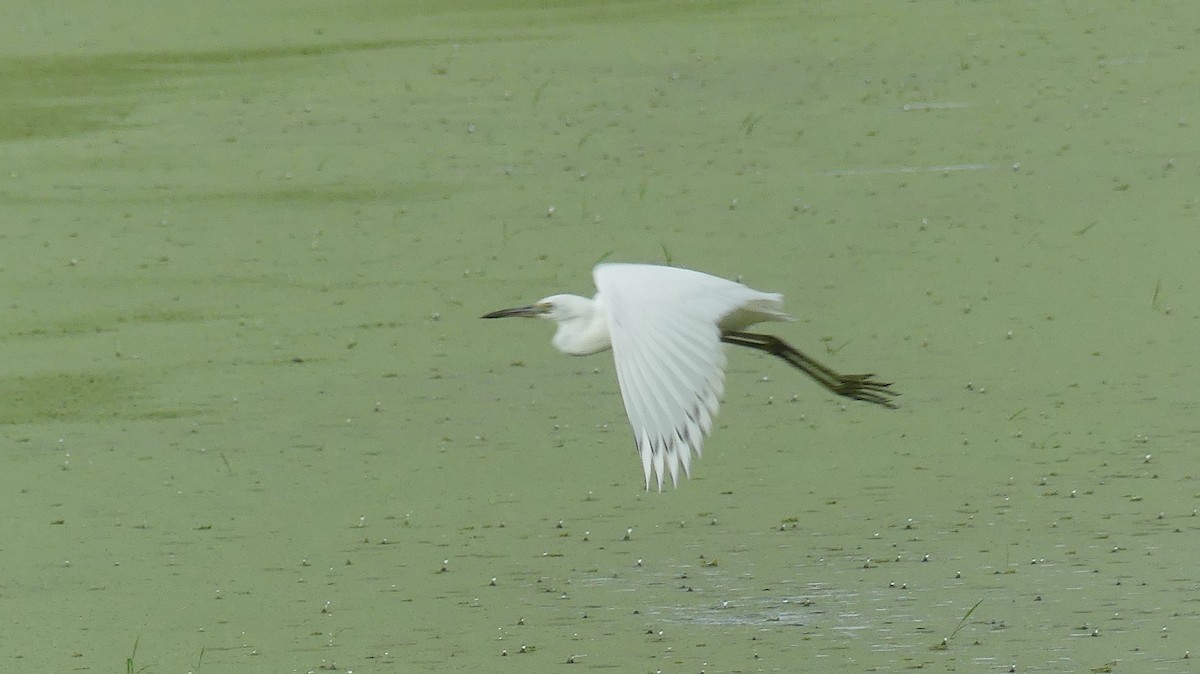 Little Blue Heron - ML610656990
