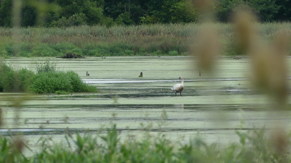 Trumpeter Swan - ML610657006