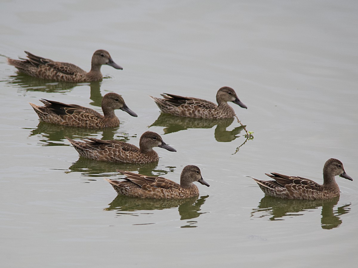 Blue-winged Teal - ML610657105