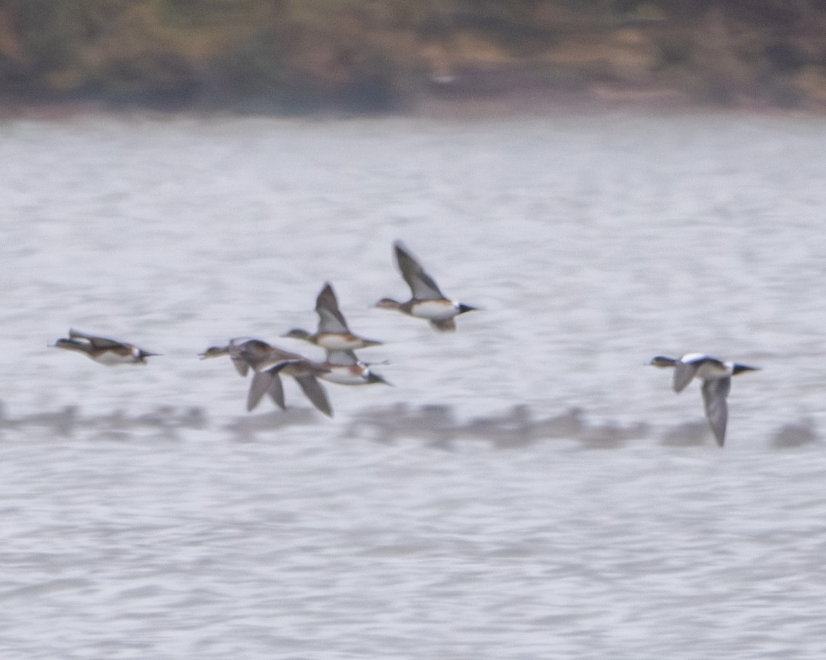 American Wigeon - ML610657122