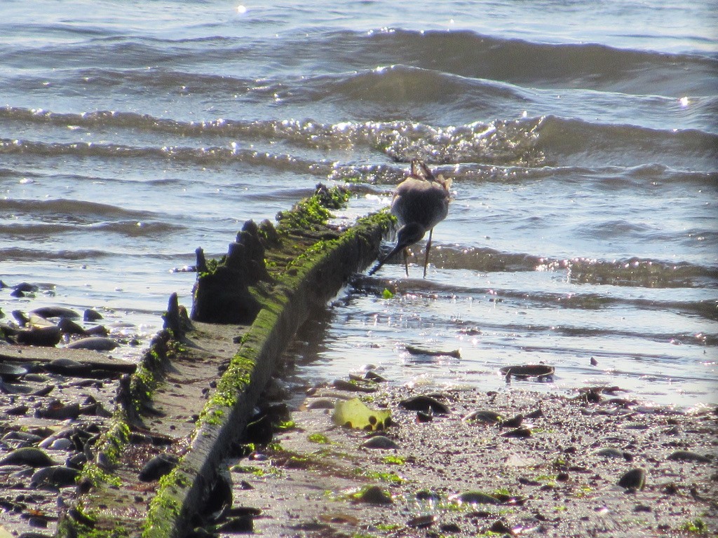 Greater Yellowlegs - ML610657123