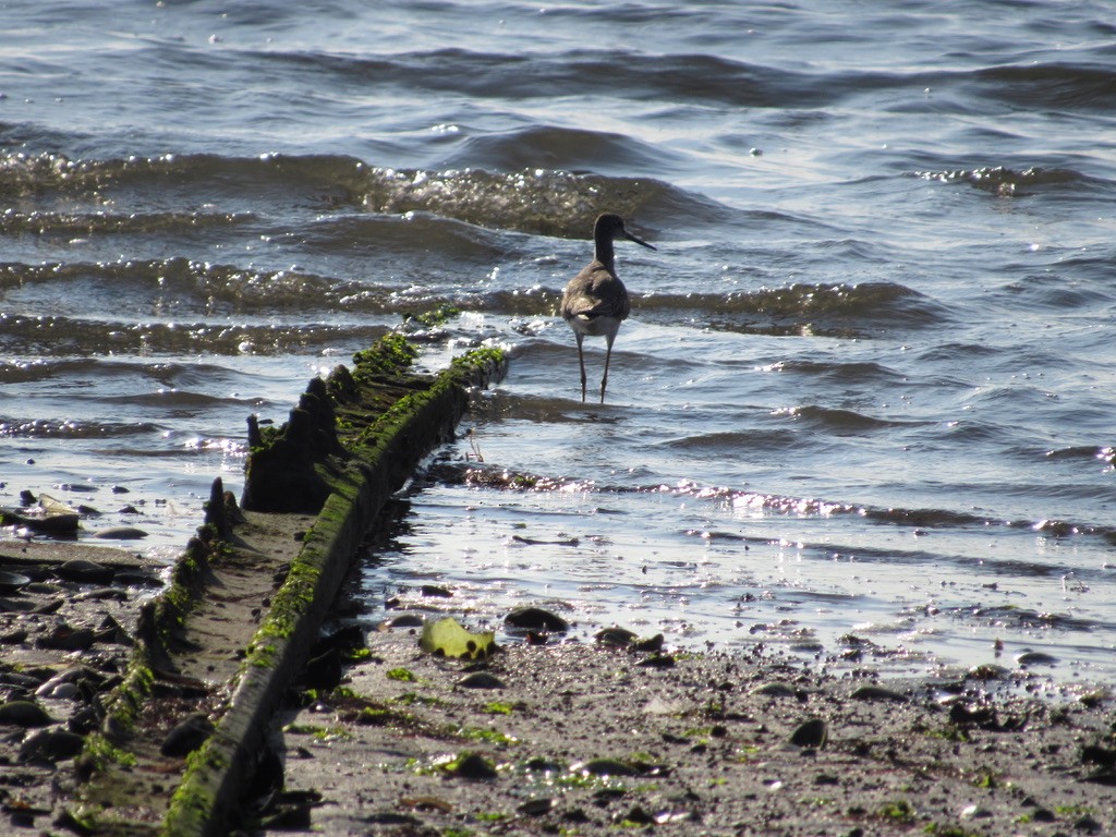 Greater Yellowlegs - ML610657133