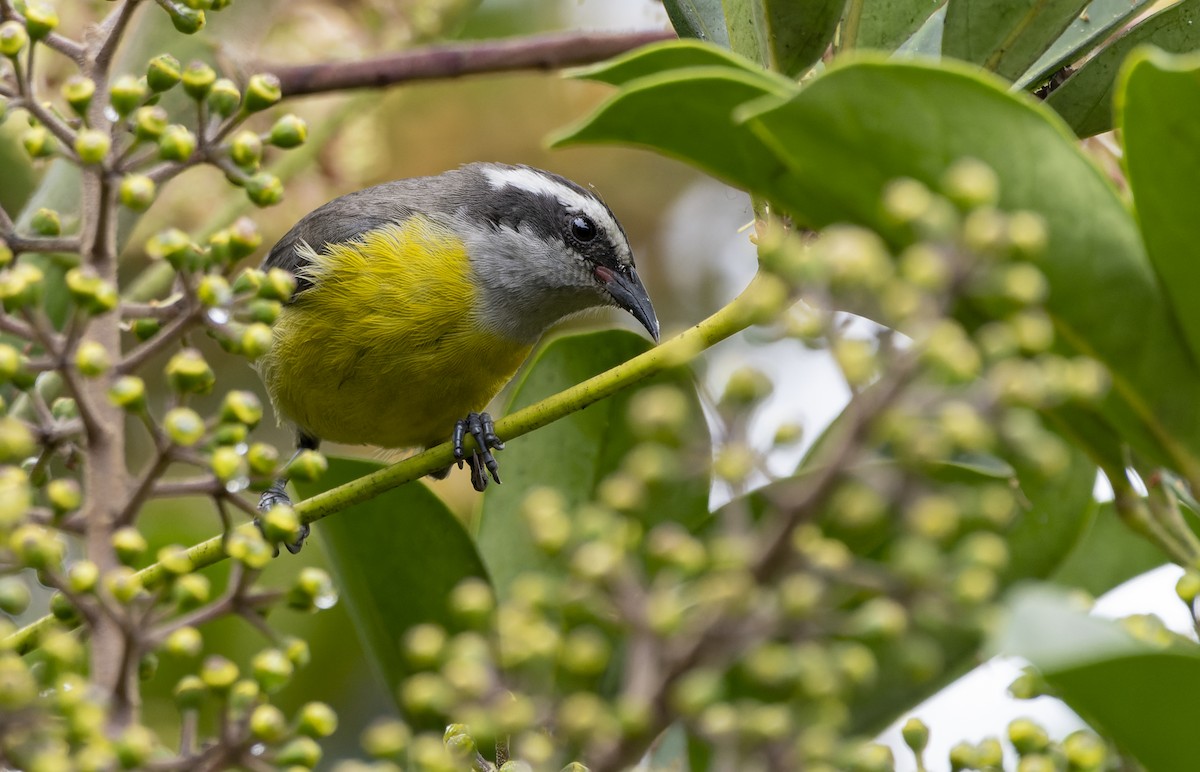 Bananaquit - ML610657146