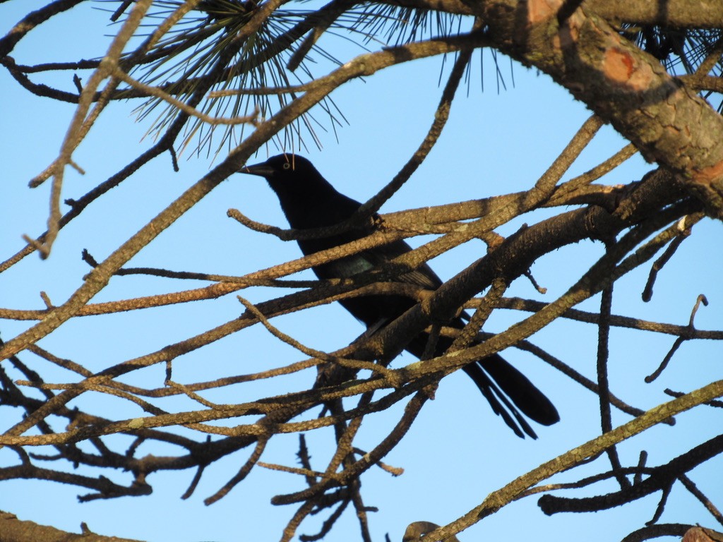 Boat-tailed Grackle - ML610657148