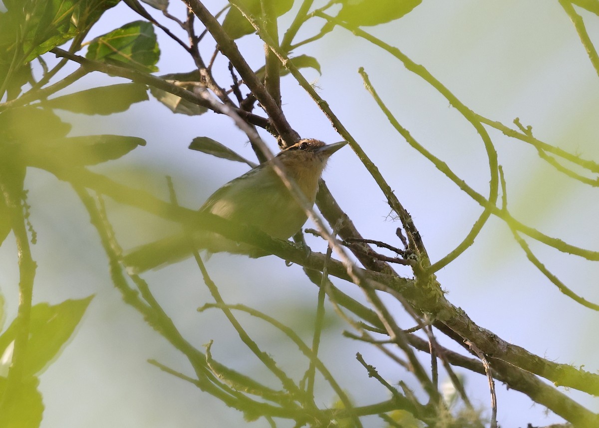 Ash-throated Antwren - ML610657159