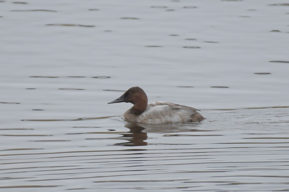 Canvasback - ML610657170