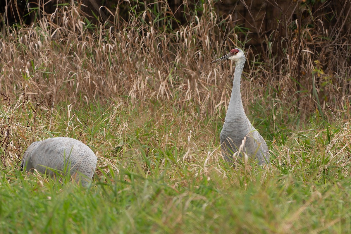 Sandhill Crane - ML610657182